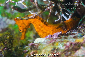 Orange Sea Horse, Acapulco Mexico by Alejandro Topete 